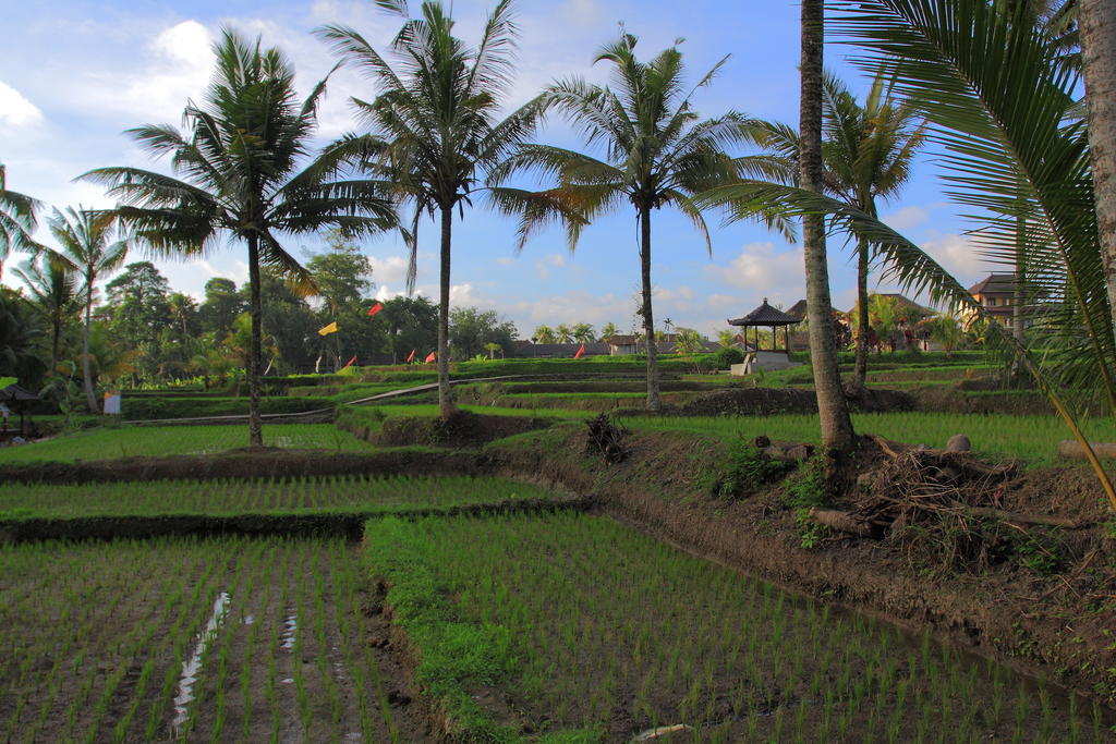 Dewa House Bisma Hotel Ubud  Luaran gambar